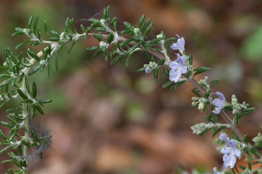 Macro image of Rosemary within a garden