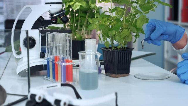 Scientist wearing blue gloves uses surgical pincers to place soil sample on petri dish in a well-lit laboratory with microscope and test tubes nearby.