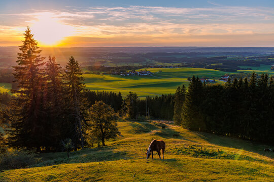 Horse grazing on hillside pasture near Auerberg at sunset with view over countryside and forest, idyllic Bavarian Allgau landscape concept
