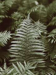 fir tree branches © Anastasiia