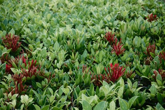 Green ixora shrub background with red flower buds in garden.