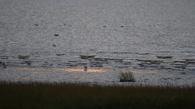 Des mouettes &agrave; la surface de l'eau en soir&eacute;e	