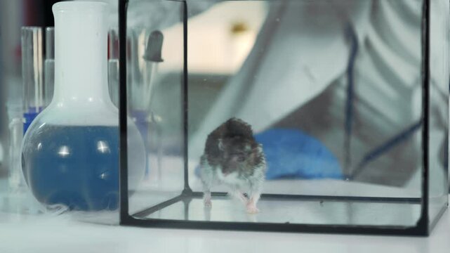 A scientist wearing a white lab coat and blue gloves uses surgical forceps to interact with a brown mouse inside a clear enclosure in a modern chemistry laboratory.