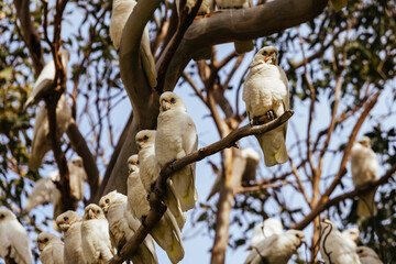 Large flock of white corella cockatoos perched closely on eucalyptus tree branches © FiledIMAGE