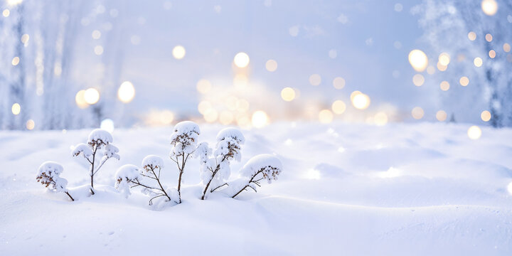 Snow-covered, dried plants in deep drifts against a backdrop of winter scenery, with soft bokeh from Christmas lights.
