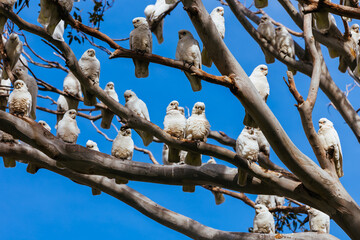 Large flock of white Little Corellas perched on eucalyptus branches in Wilsons Promontory. © FiledIMAGE