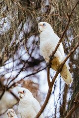 Native Little Corella cockatoos resting in a tree within Wilsons Promontory National Park. © FiledIMAGE
