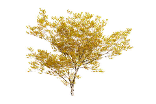 Yellow autumn tree isolated on transparent background
