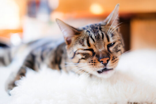 クシャミが出そうなベンガル猫_猫風邪
