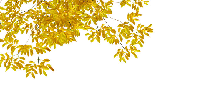 Vibrant yellow autumn tree branches framing top border isolated on transparent background