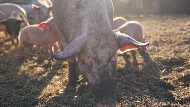 Close up shot of real farm pigs foraging food in dirty mud field during autumn day