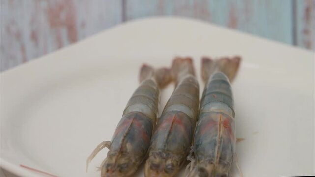 video of the biggest shrimp