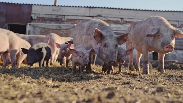 Close up shot of real farm pigs foraging food in dirty mud field during autumn day