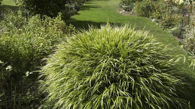 Landscape design featuring Hakonechloa macra, also known as Hakone grass or Japanese forest grass, with neatly trimmed lawns and ornamental planting.
