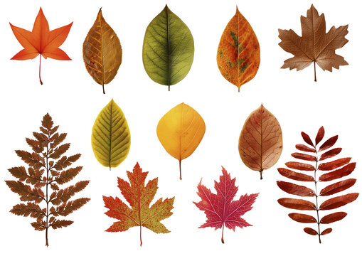 Collection Set of colorful beautiful autumn leaves isolated on transparent background. Autumn orange yellow leaves Cutout clipart clip art Mockup template for artwork	