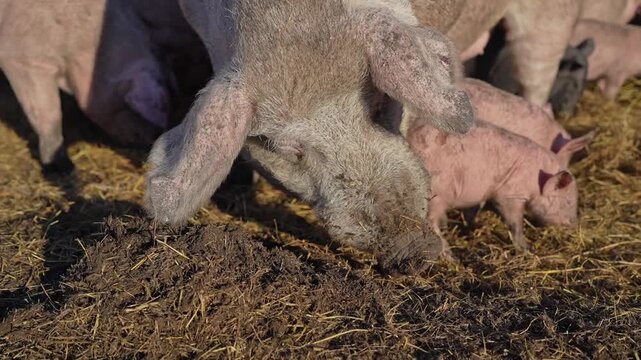 Close up shot of real farm pigs foraging food in dirty mud field during autumn day