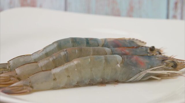 video of the biggest shrimp