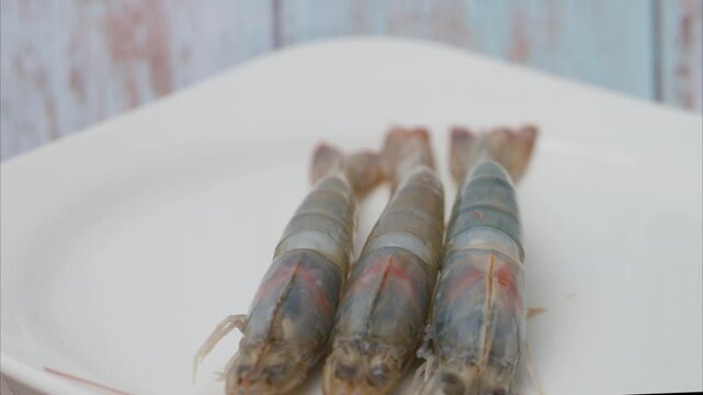 video of the biggest shrimp