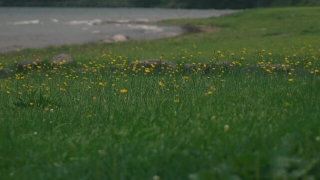 A lakeside grassy field filled with swaying dandelion flowers