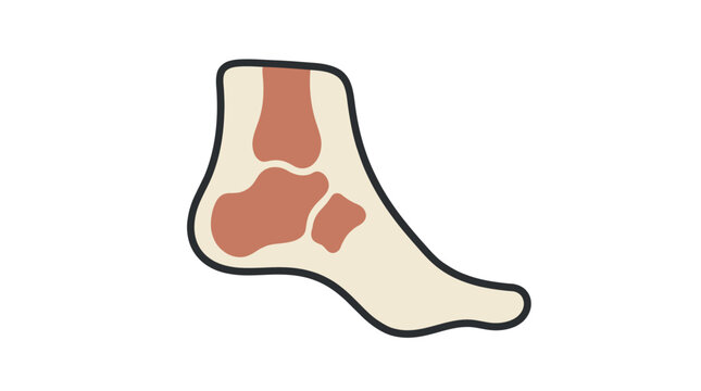 Human foot anatomy illustration showing ankle bone structure for medical and orthopedic healthcare design