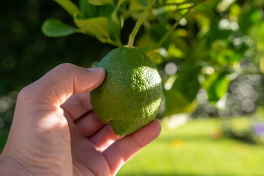 Frische gr&uuml;ne Zitrusfrucht am Baum