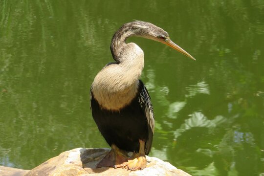 Cormorant near the pond in Florida nature