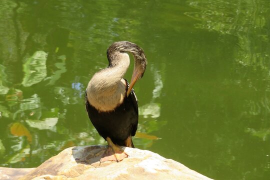 Cormorant near the pond in Florida nature