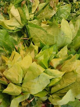 Close-up view of fresh green melinjo leaves with rain water droplets, bundled up at a local market in southern Thailand.