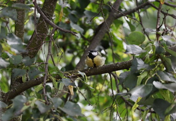 Tit resting on a sturdy linden branch beneath a canopy of green leaves © Olga
