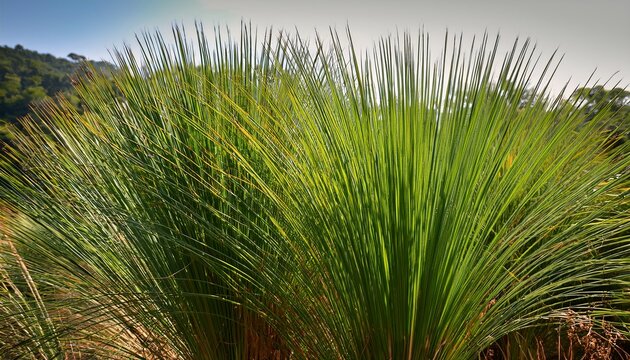 Closeup Of Cyperus Papyrus Or Nile Grass Growing