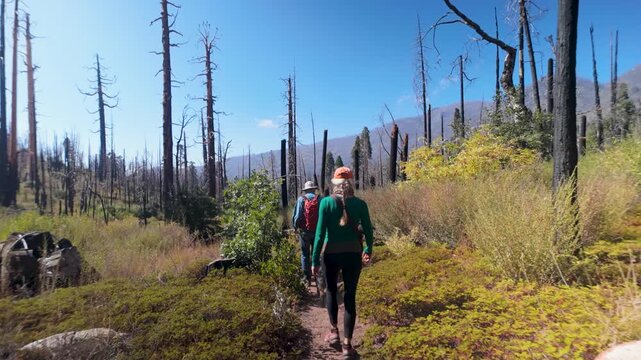 Mature woman hikes through the charred remains of sequoia trees in Sequoia National Monument while exploring the Sierra Mountains.