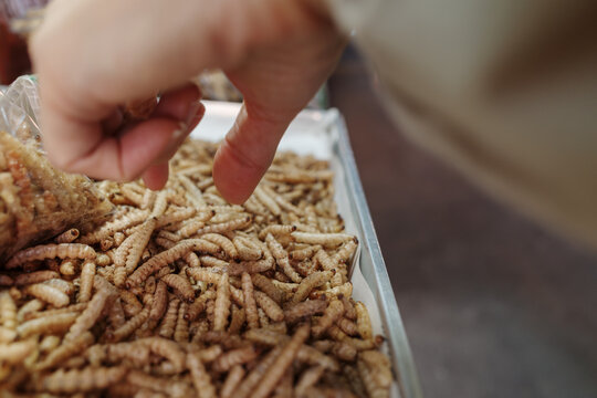 Close up shot of an obscured hand reaching into a tray filled with crispy fried bamboo worm larvae snacks at an Asian street food market stall.  