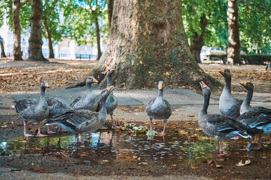 Flock of greylag geese gathered around a puddle in a park
