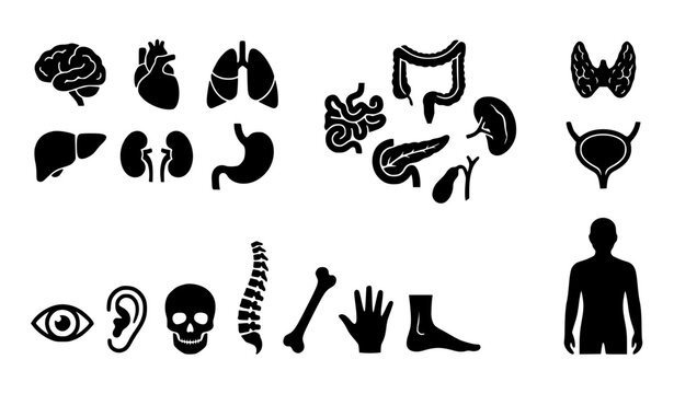 Medical anatomy vector collection of internal organs body parts and diagnostic healthcare symbols