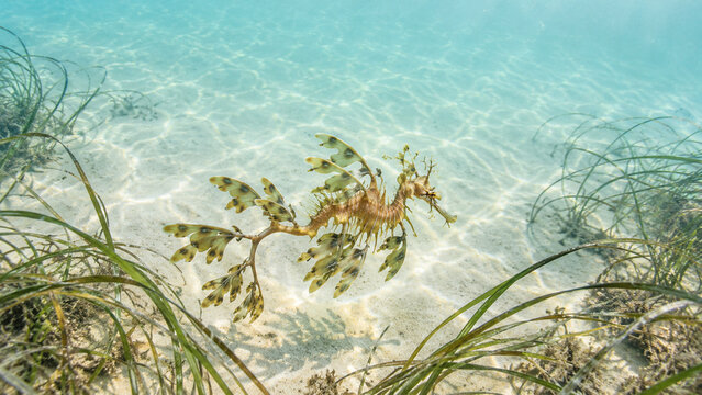 Leafy Seadragon Swimming Over Seagrass Meadow in Clear Shallow Water, Australian Marine Wildlife and Natural Camouflage.