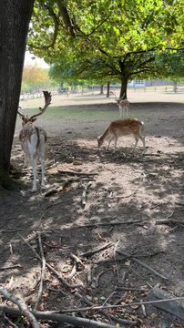 selective focus deer walking among trees in expansive zoological garden
