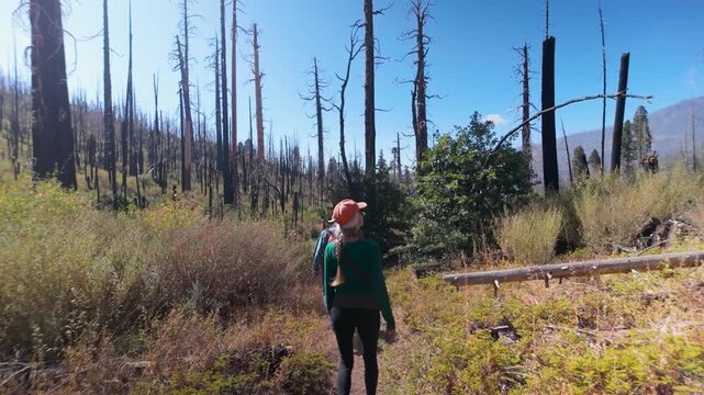 Senior woman explores the remains of sequoia trees in Sequoia National Monument, surrounded by the Sierra Mountains.