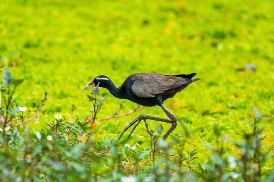 Bronze winged Jacana 