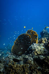 Vibrant golden sea fan gorgonian with small reef fish on coral reef. © PIPE DIVE UNDERWATER