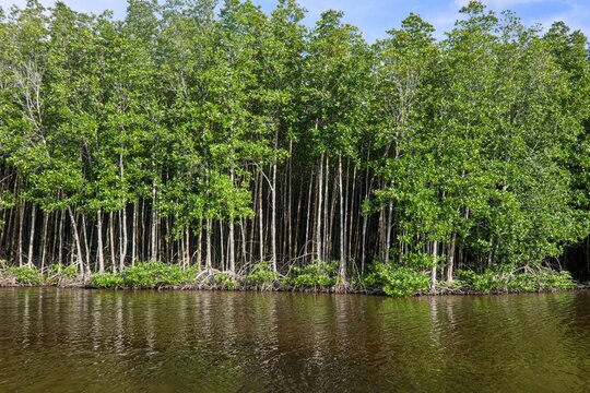 Mangrove Forest Growing Along the Water in a Coastal Wetland