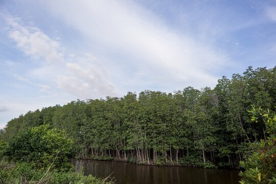 Mangrove Forest in a Coastal Wetland Under a Blue Cloudy Sky