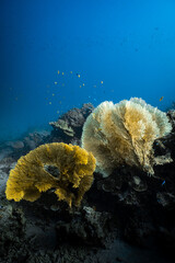 Pair of golden and cream sea fan gorgonians on vibrant tropical coral reef. © PIPE DIVE UNDERWATER