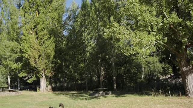 Peaceful Green Park with Tall Trees and Picnic Tables