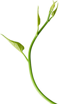 Vine plant and leaves, This climbing plant thrives in nature isolated on white background. Have clipping path.