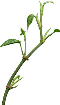 Vine plant, Betel leaves, Green leaves.