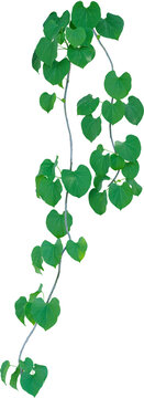 Vine plant and leaves, This climbing plant thrives in nature isolated on white background. Have clipping path.