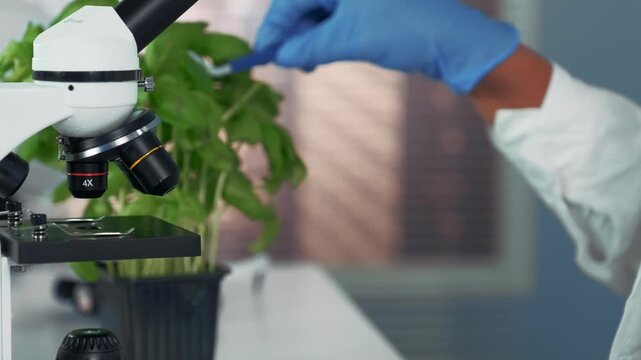 A female scientist wearing blue gloves carefully positions a green plant leaf on a microscope stage in an indoor laboratory setting for scientific observation.