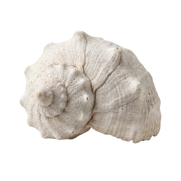 White textured spiral seashell isolated on a solid bright background