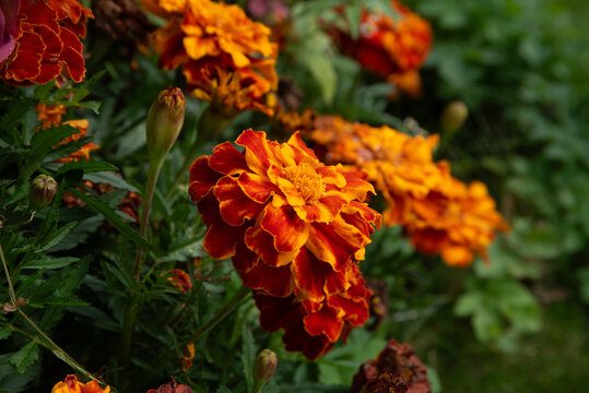 Vibrant orange and red marigold flowers blooming in a lush green garden, with a softly blurred natural background