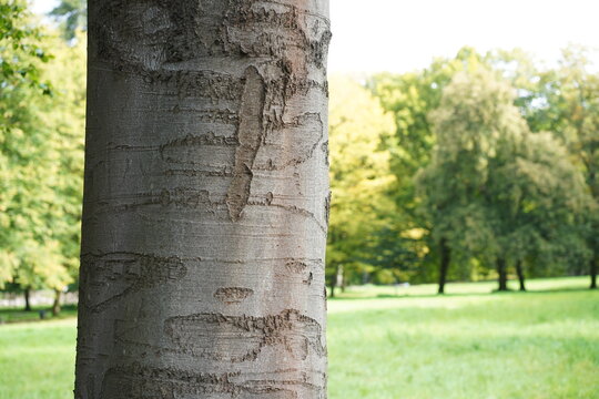 Detailaufnahme des Stammes einer Rotbuche (Fagus sylvatica) im Schlosspark Buch im Fr&uuml;hherbst in Berlin